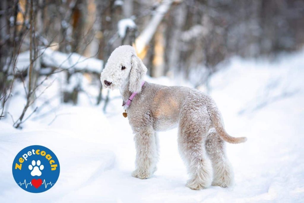 Bedlington Terrier
