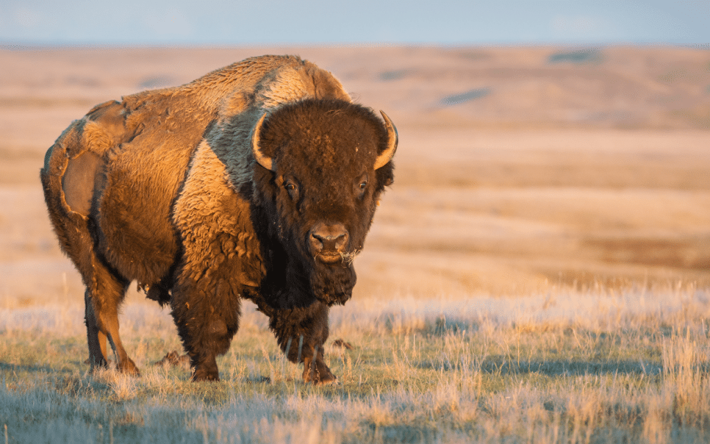 Bison d'Amérique