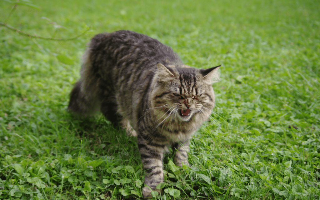 Changement comportement chat​