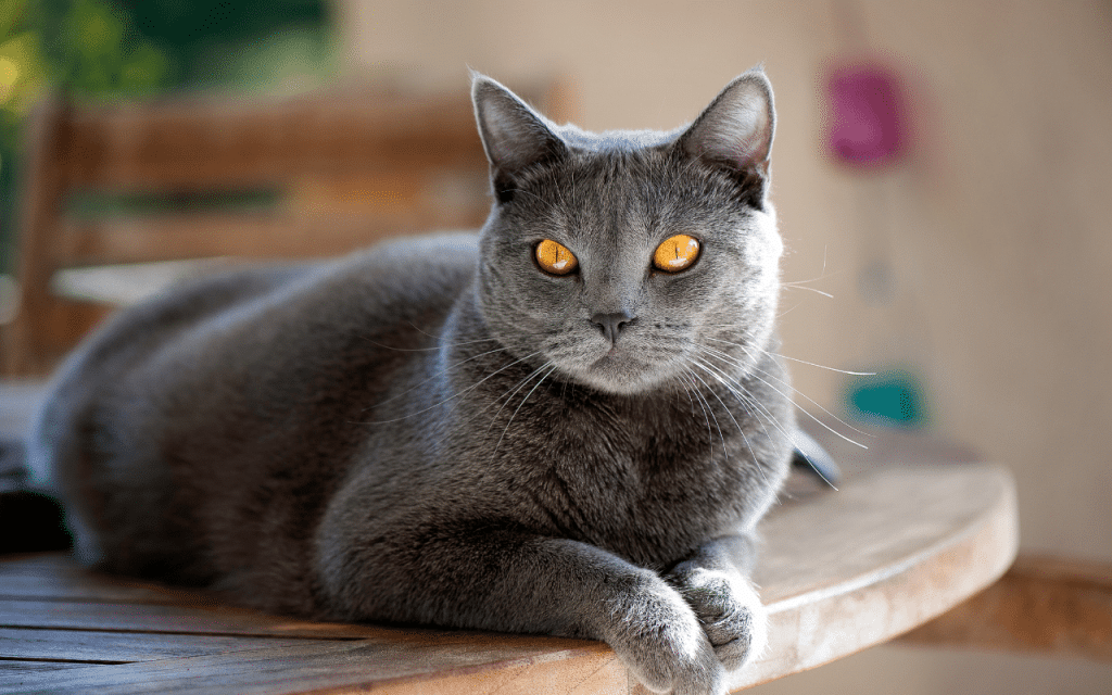 Chartreux
