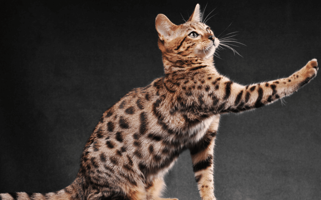 Chat du Bengale