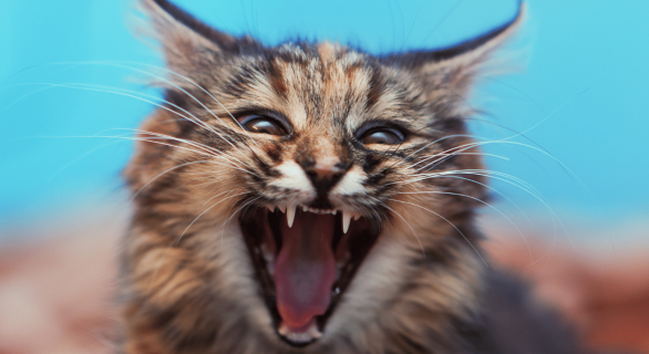 Chat en colere