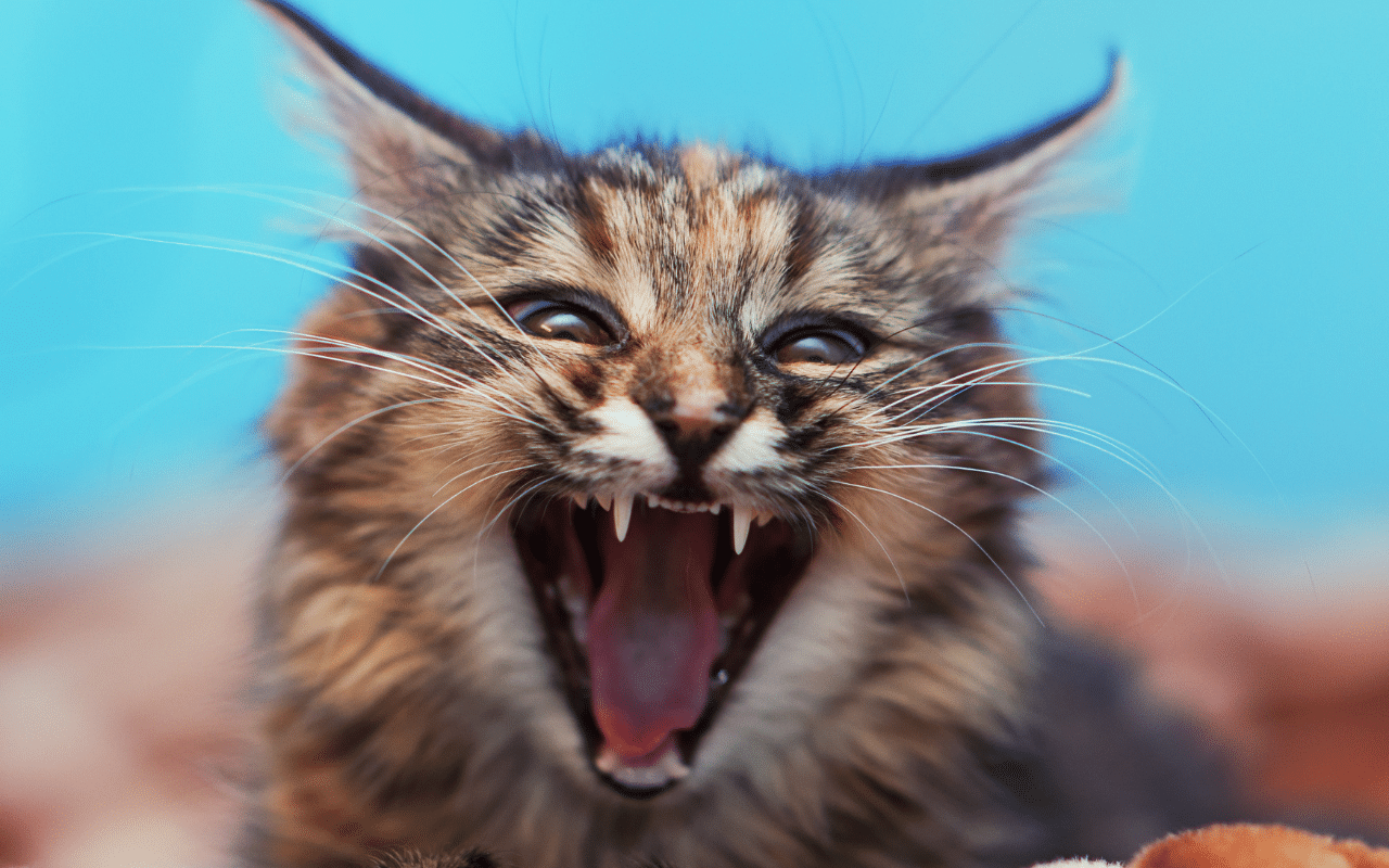 Chat en colere