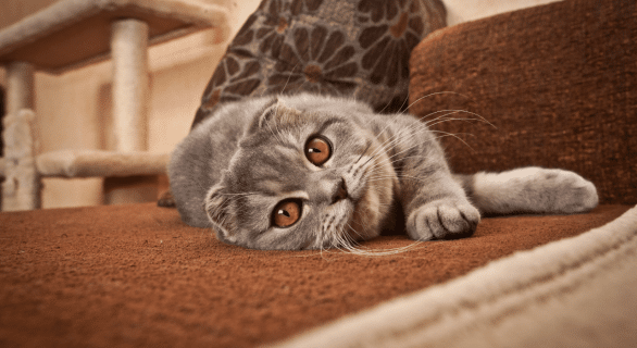Chat rare