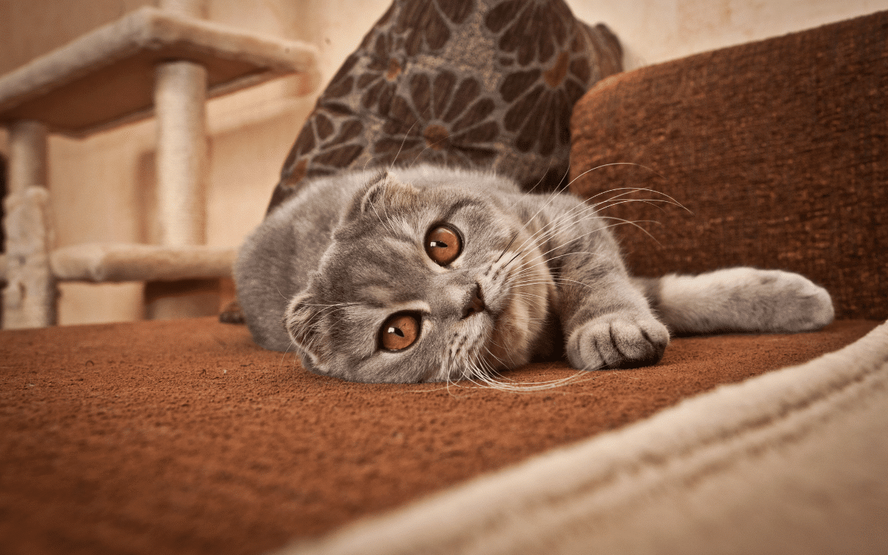 Chat rare