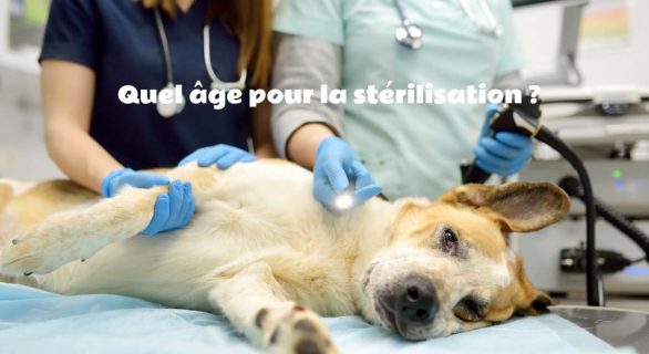 Quel âge pour la stérilisation