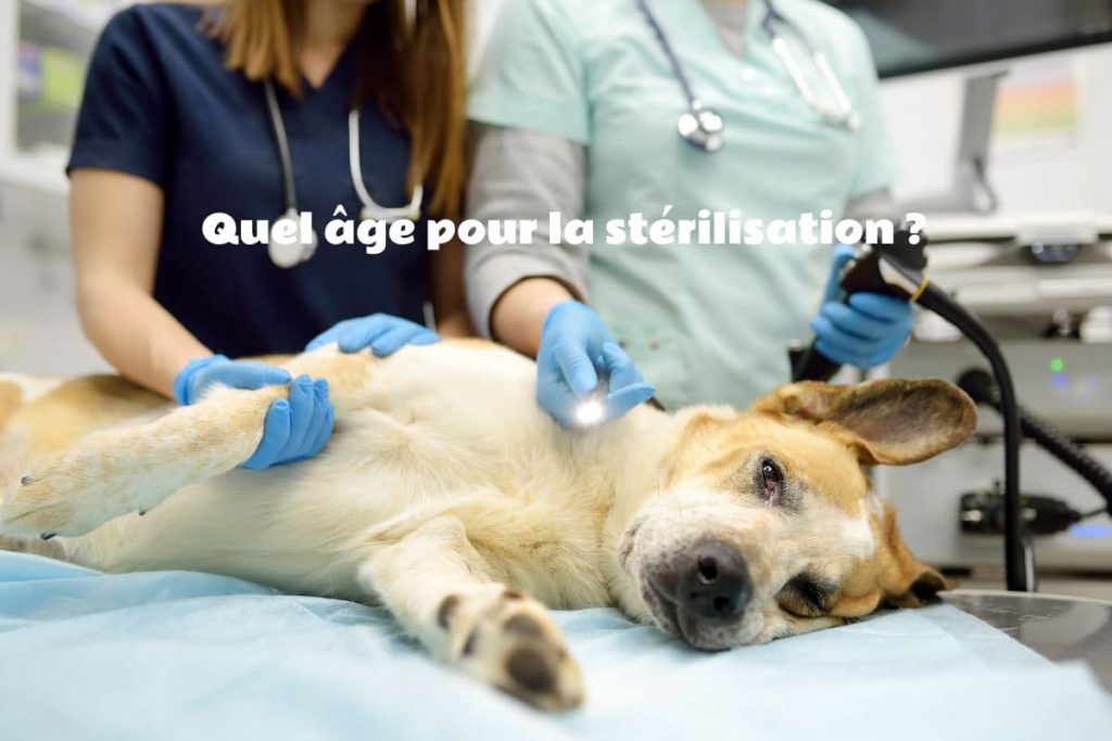 Stérilisation de la chienne