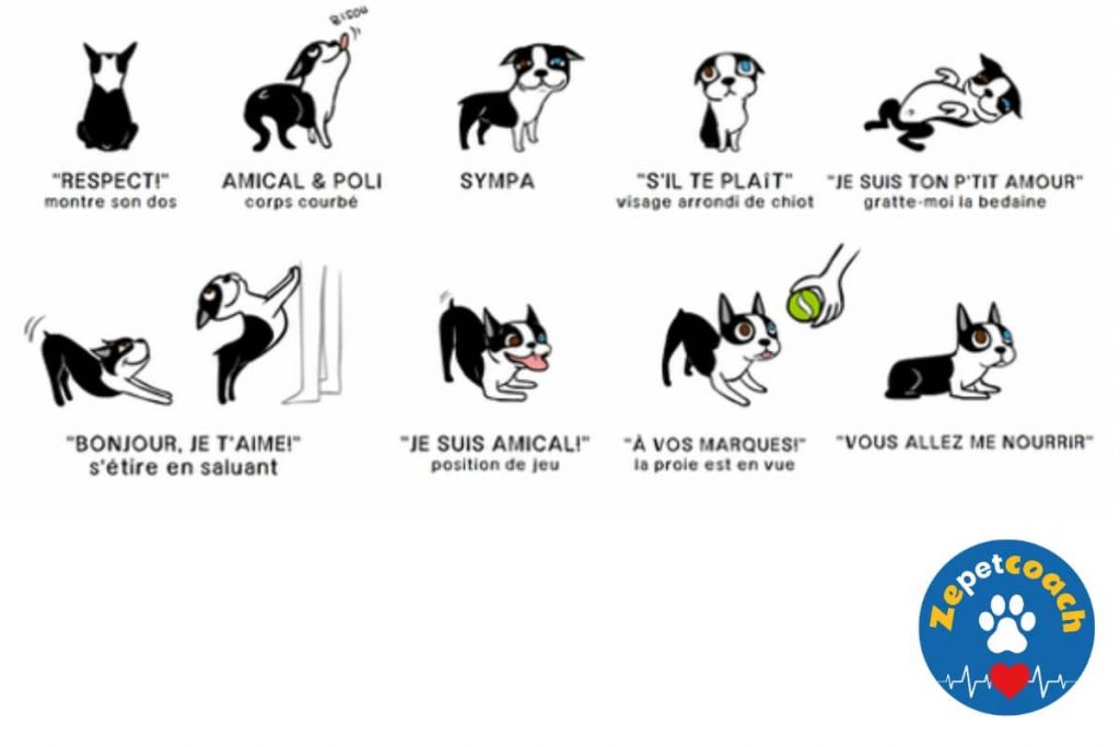 Communication canine "positive"