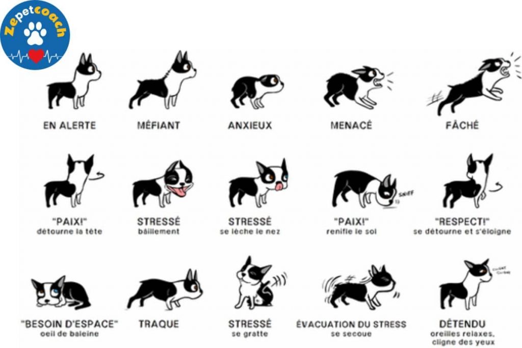 Communication canine "négative"