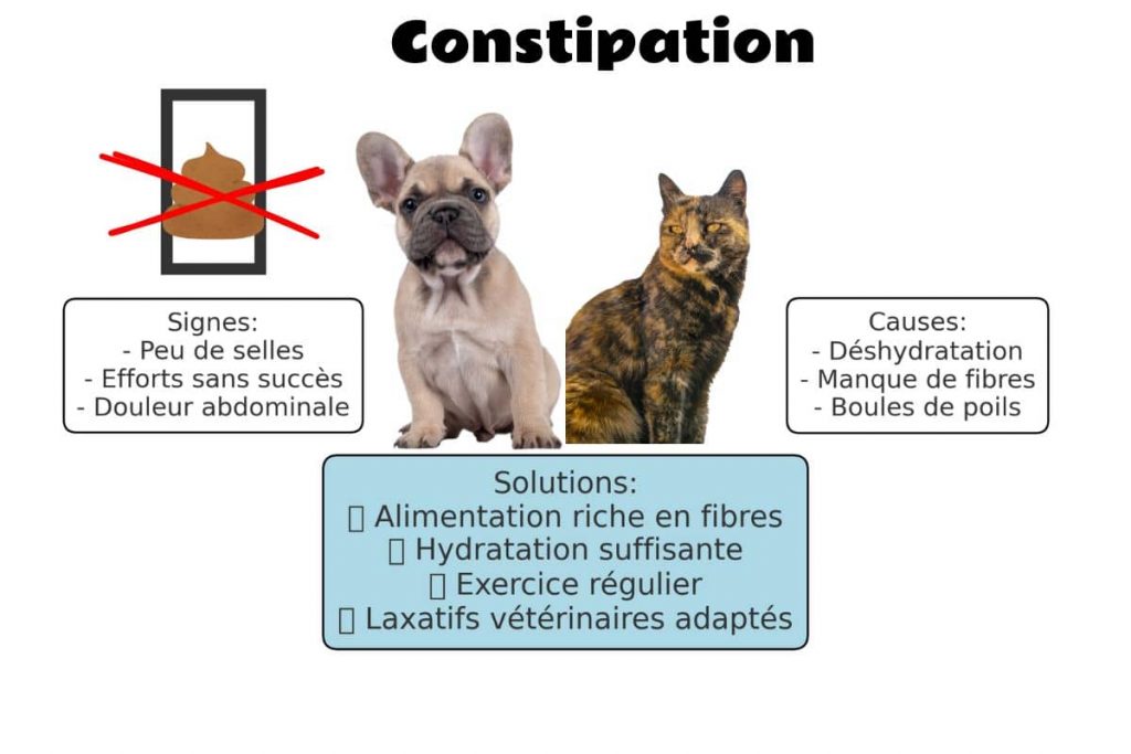 Constipation chien et chat