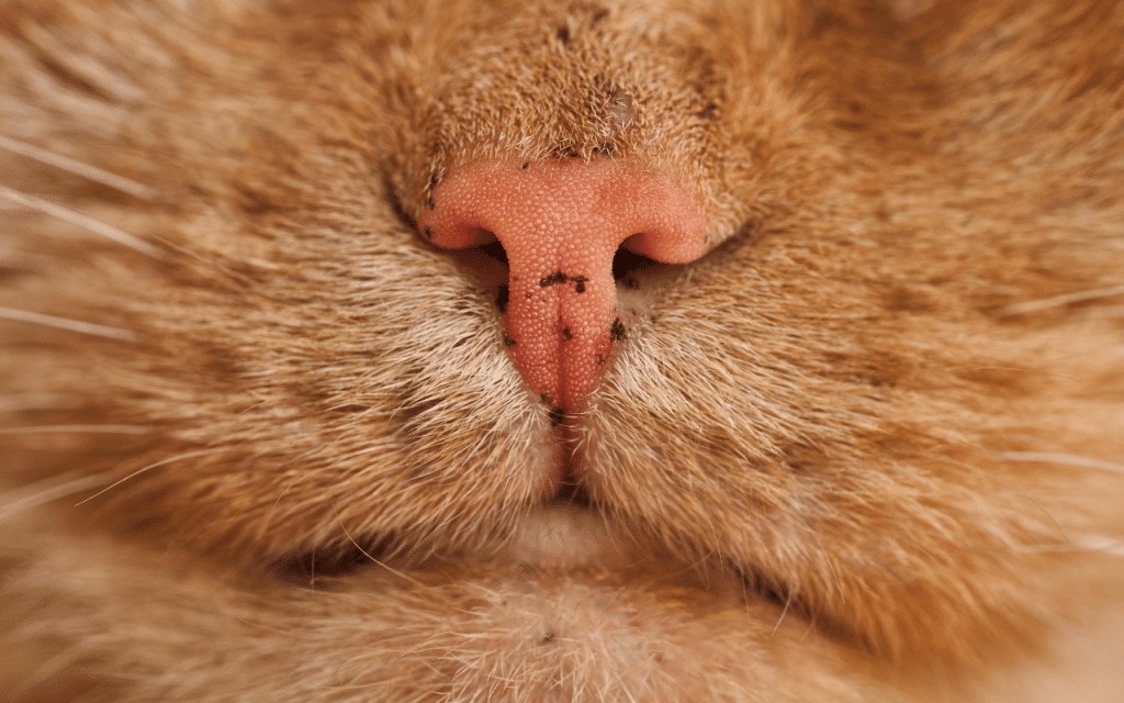 Croute nez chat
