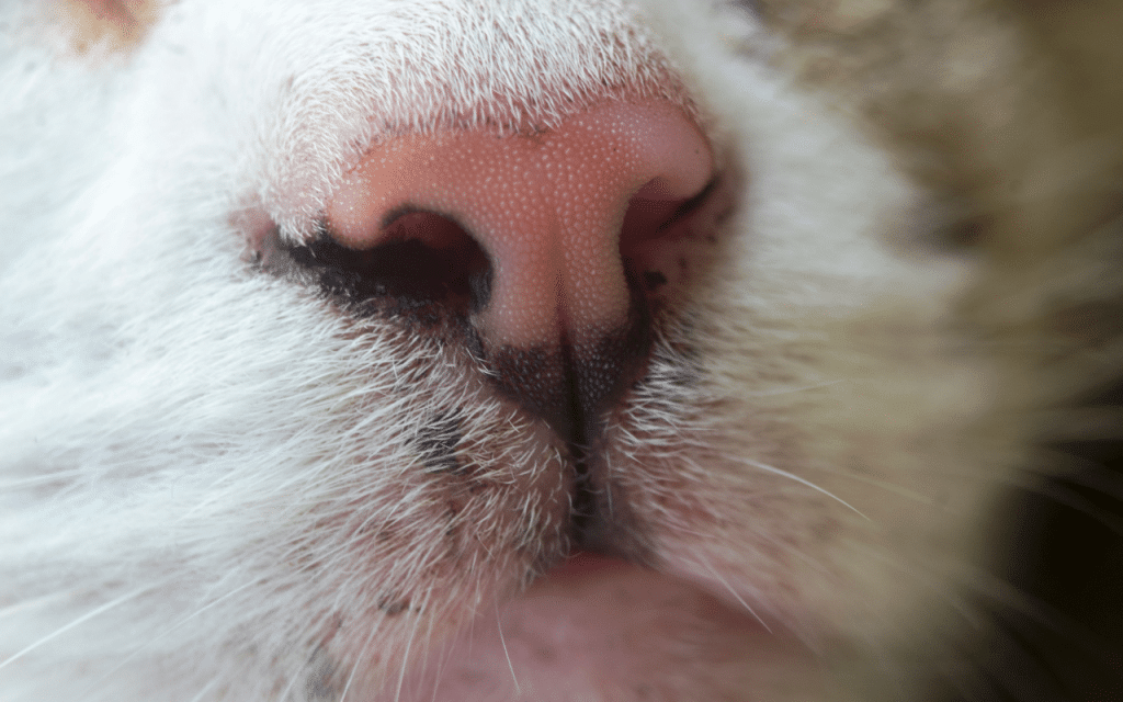 Croute noire nez chat
