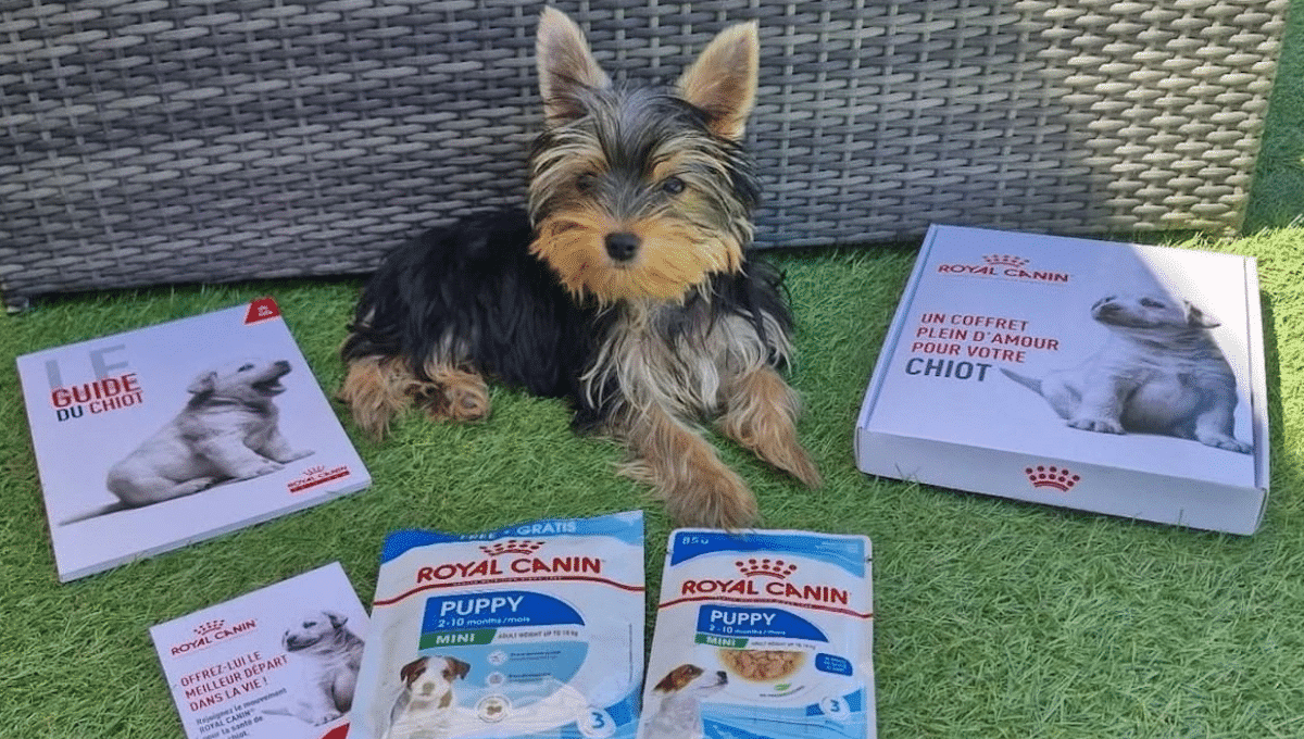Découvrez le coffret gratuit Royal Canin® : Le secret pour offrir à votre chiot ou chaton un départ exceptionnel !