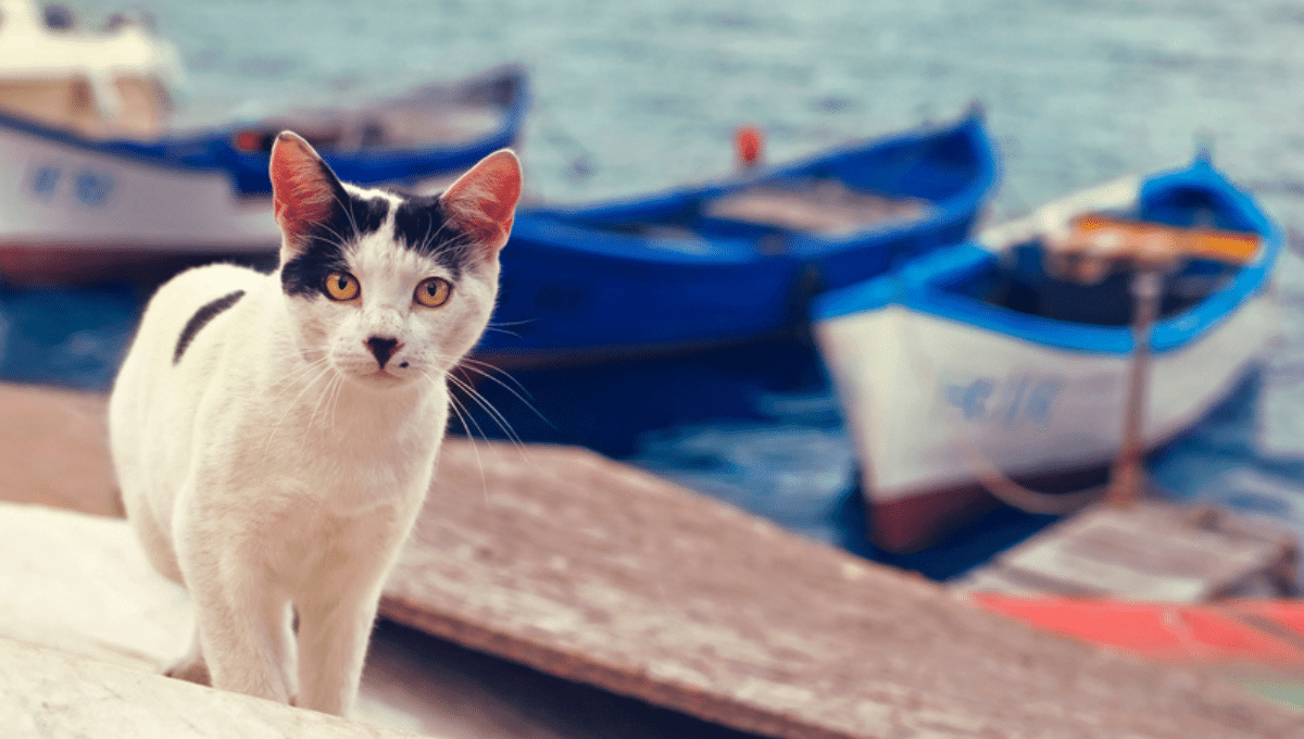 L’amitié féline qui fait le tour du web : deux chats de bateaux voisins se retrouvent chaque jour