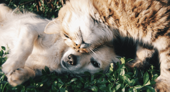 chien et chat