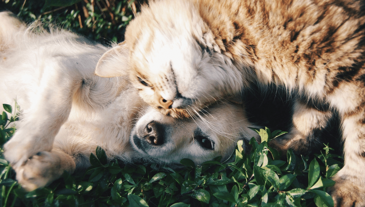 chien et chat