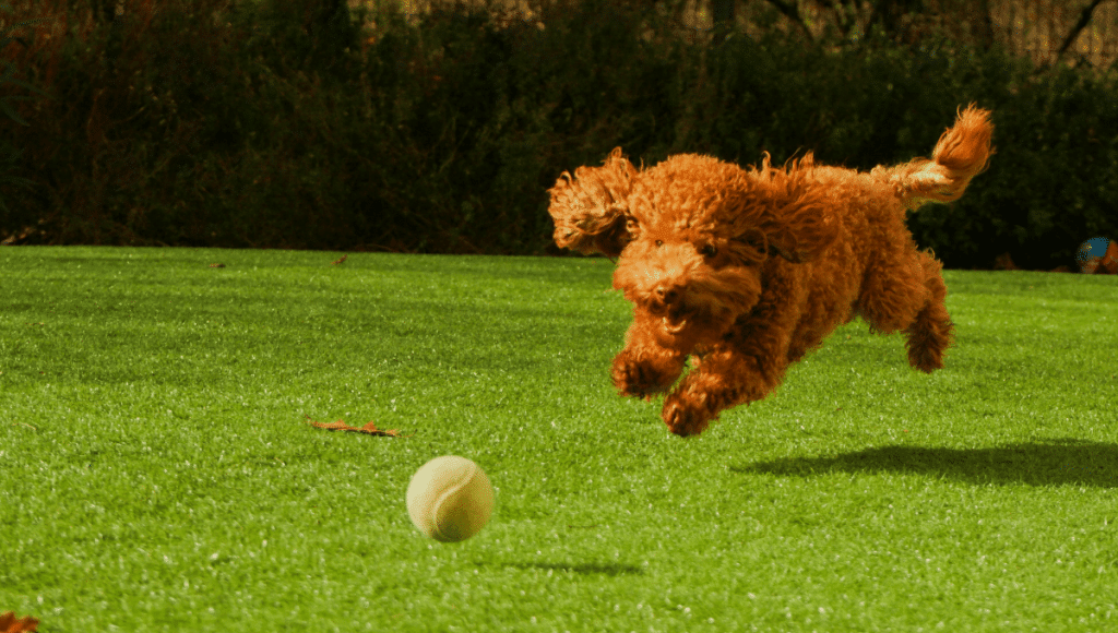 chien et balle de tennis
