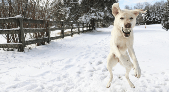chien balle de tennis