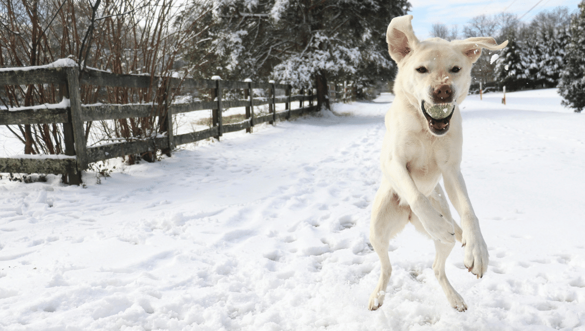 chien balle de tennis
