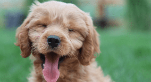 chiot heureux