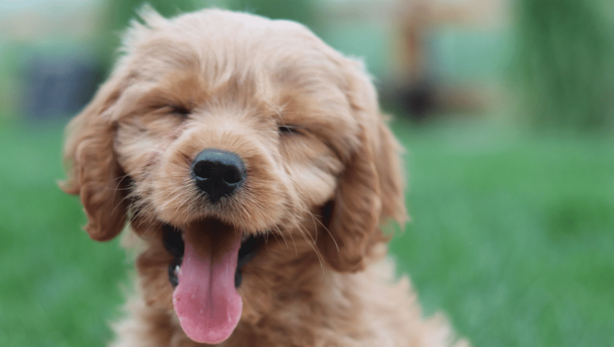 chiot heureux