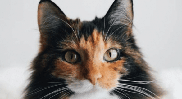 chat calico