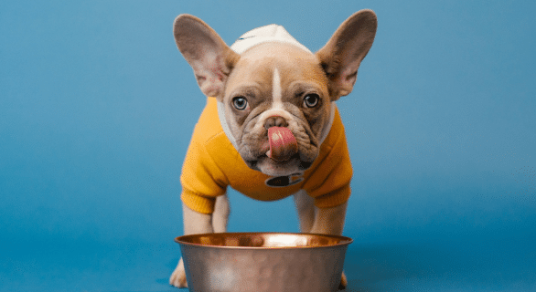 hydratation chien