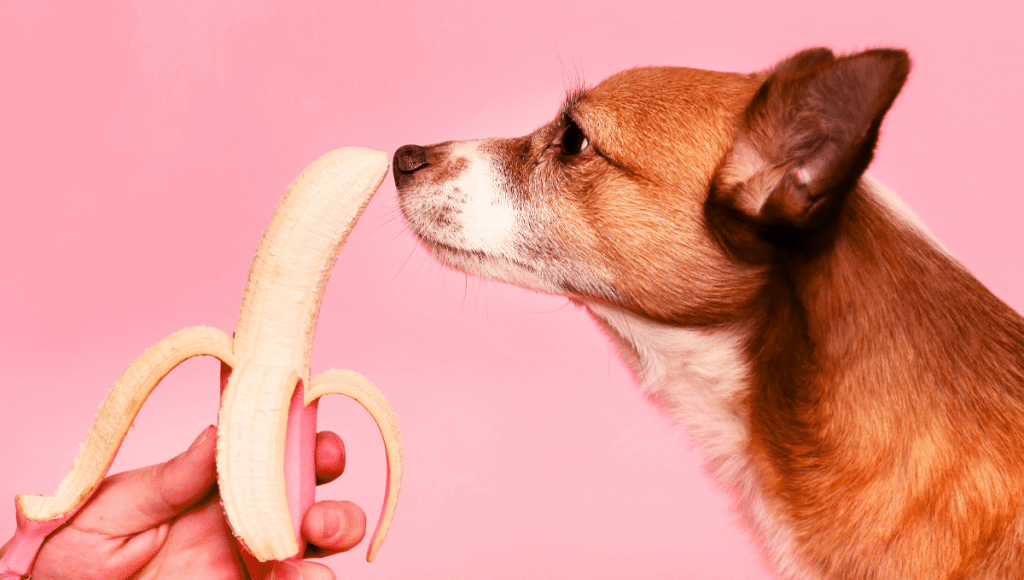 chien-alimentation