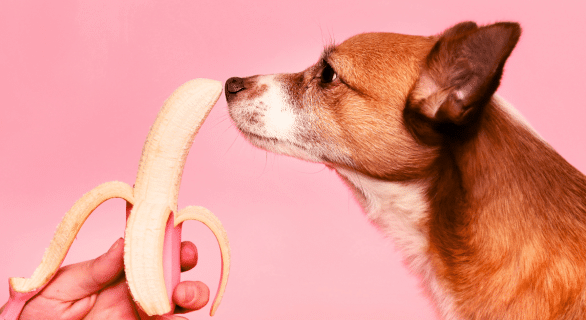 chien-alimentation