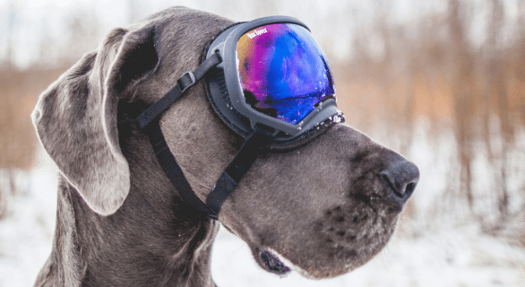 chien-neige