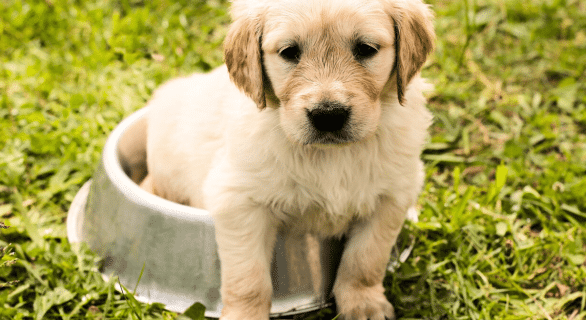 Chien allergies