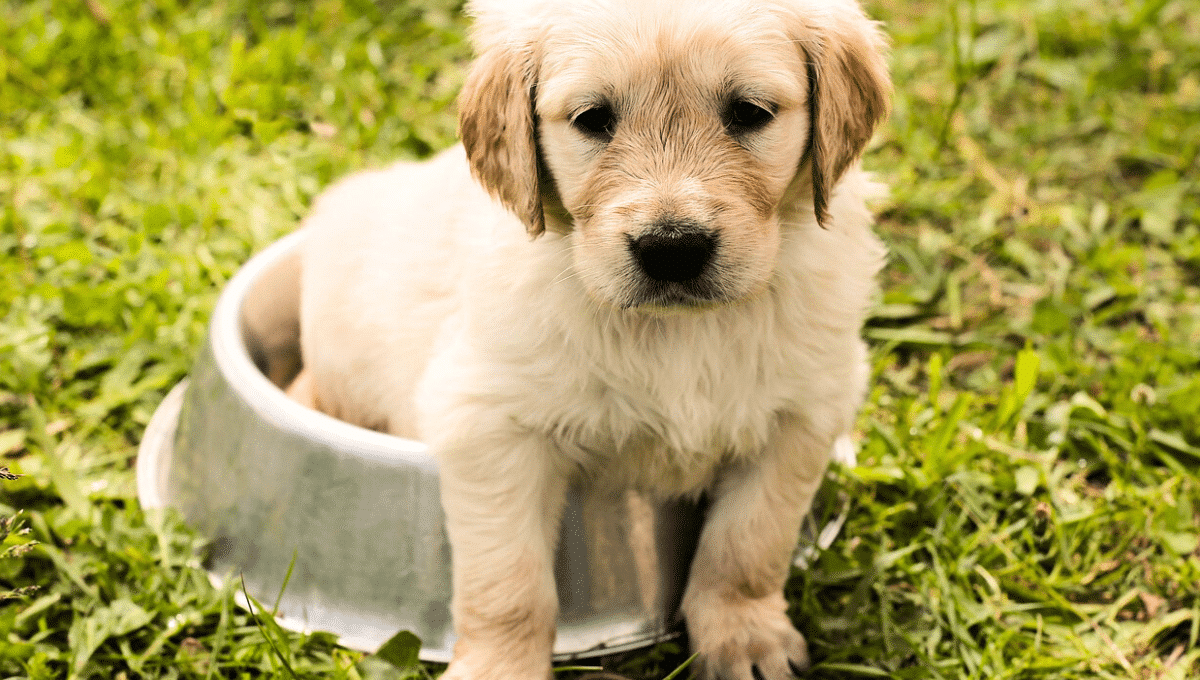 Chien allergies