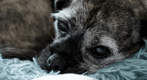 10 chiens sauvés d'une vie d'enfer : un chasseur condamné à un an de prison ferme