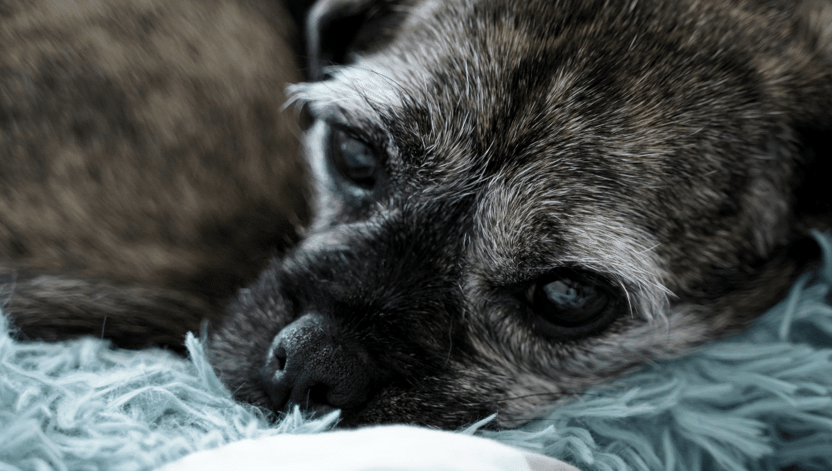 10 chiens sauvés d'une vie d'enfer : un chasseur condamné à un an de prison ferme