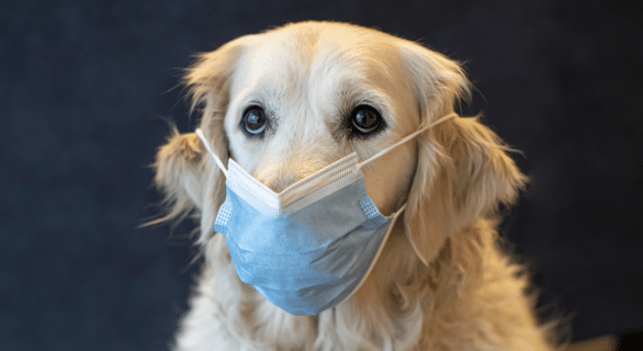 Mystérieuse épidémie canine : ce que vous pouvez faire pour aider