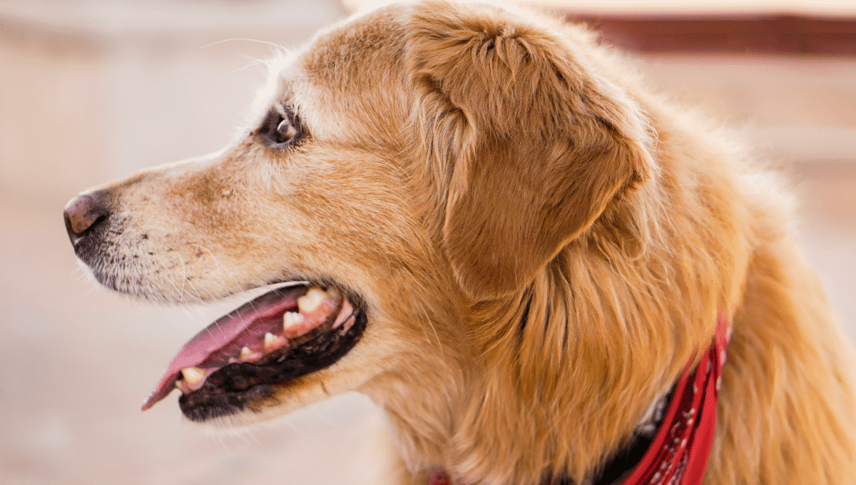 Vous allez craquer devant ce Golden Retriever innocent face à sa bêtise...inédite