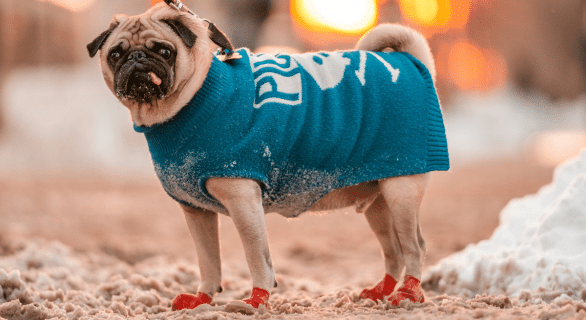 Les 4 conseils que vous ne connaissez pas (mais devriez !) pour protéger votre animal de compagnie du froid