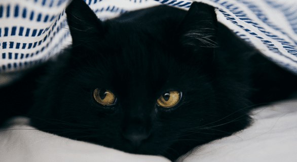 De la rue à la chaleur d’un foyer : l’histoire bouleversante d’un chat errant