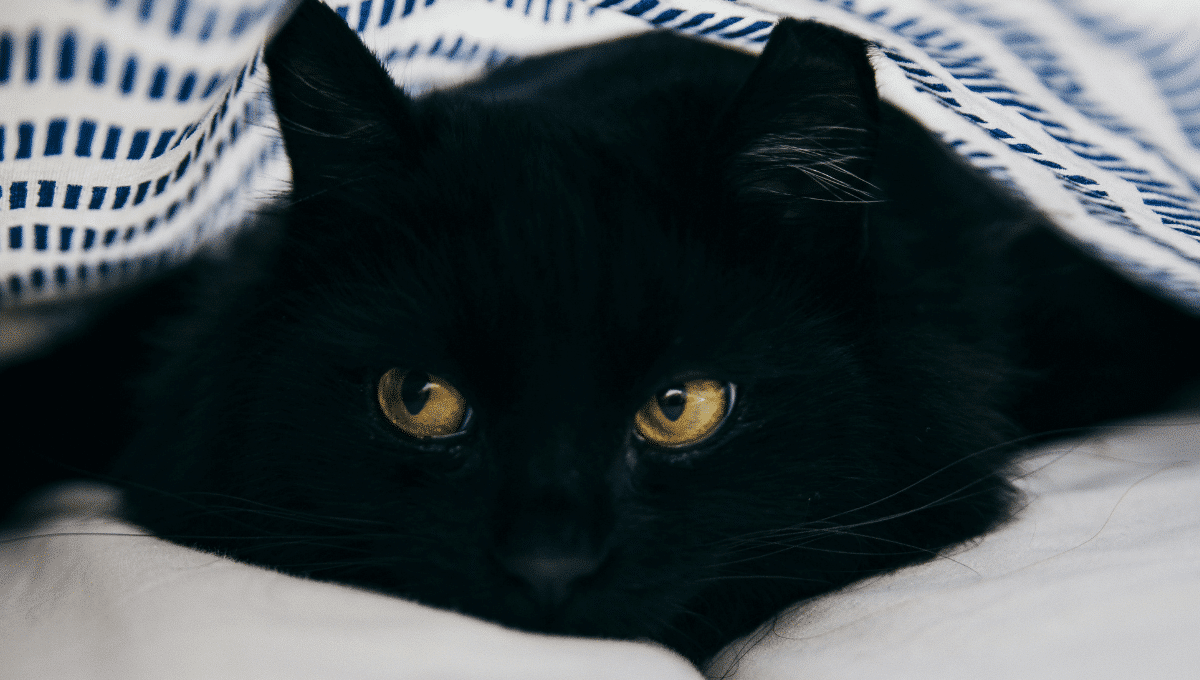 De la rue à la chaleur d’un foyer : l’histoire bouleversante d’un chat errant