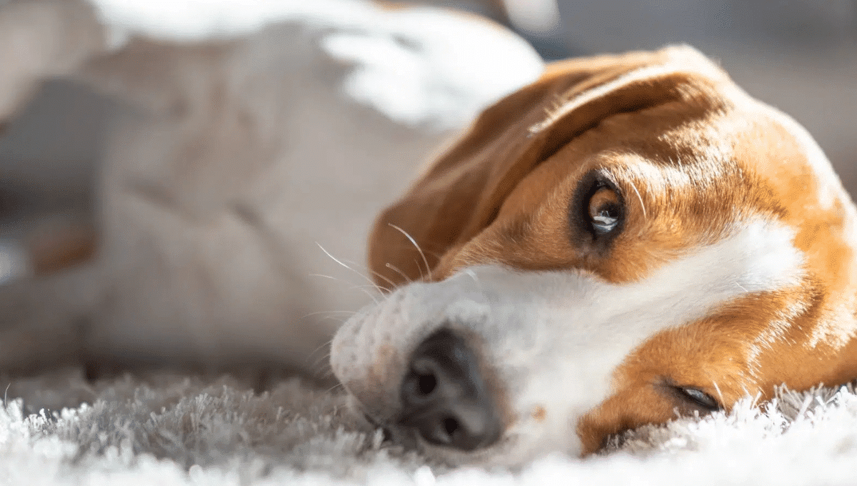 épilepsie chien