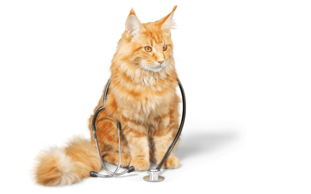Entretien main coon