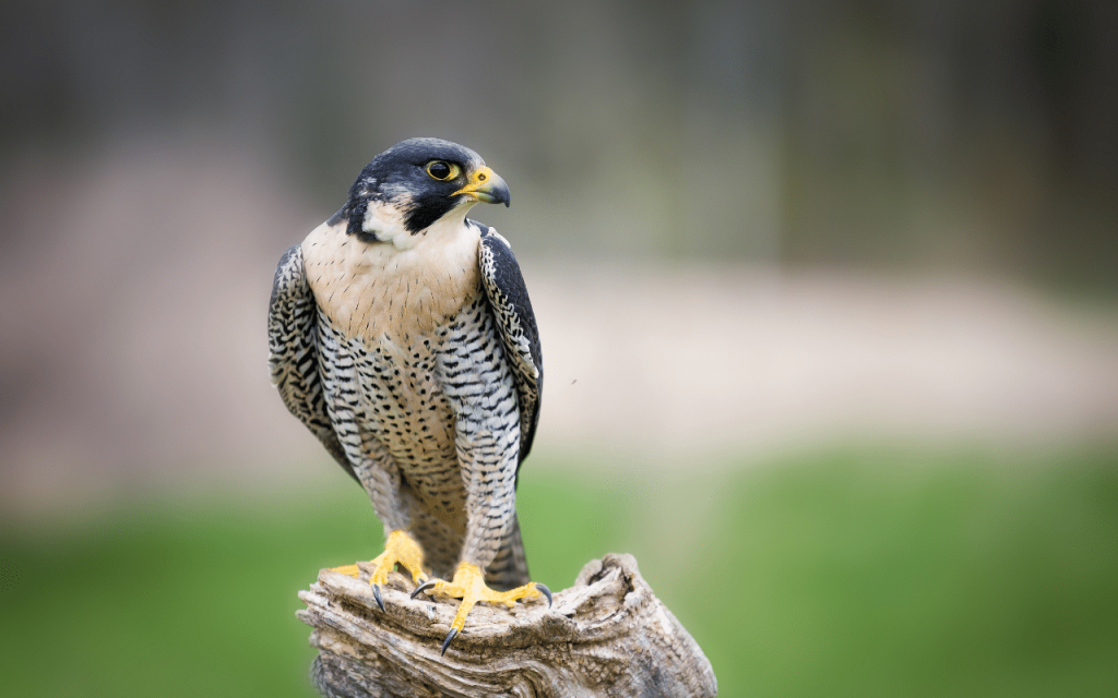 Faucon pèlerin