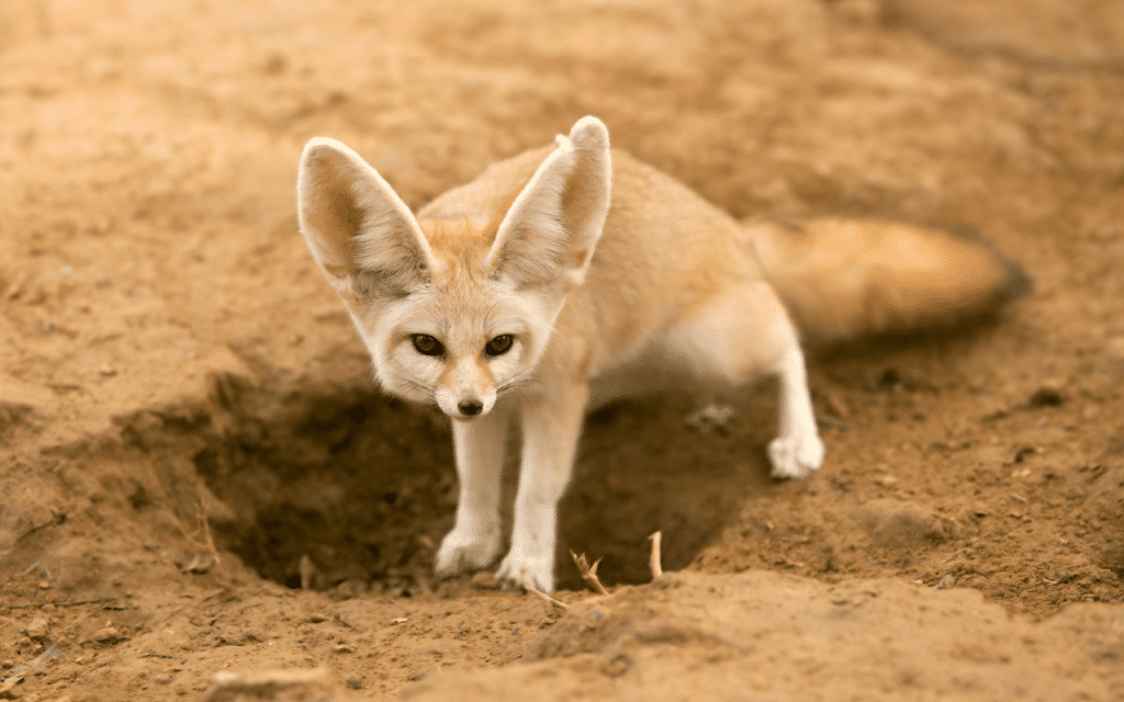 Fennec