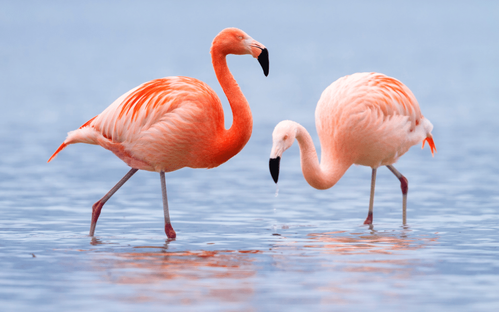 Flamant rose