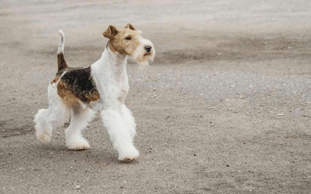 Fox terrier