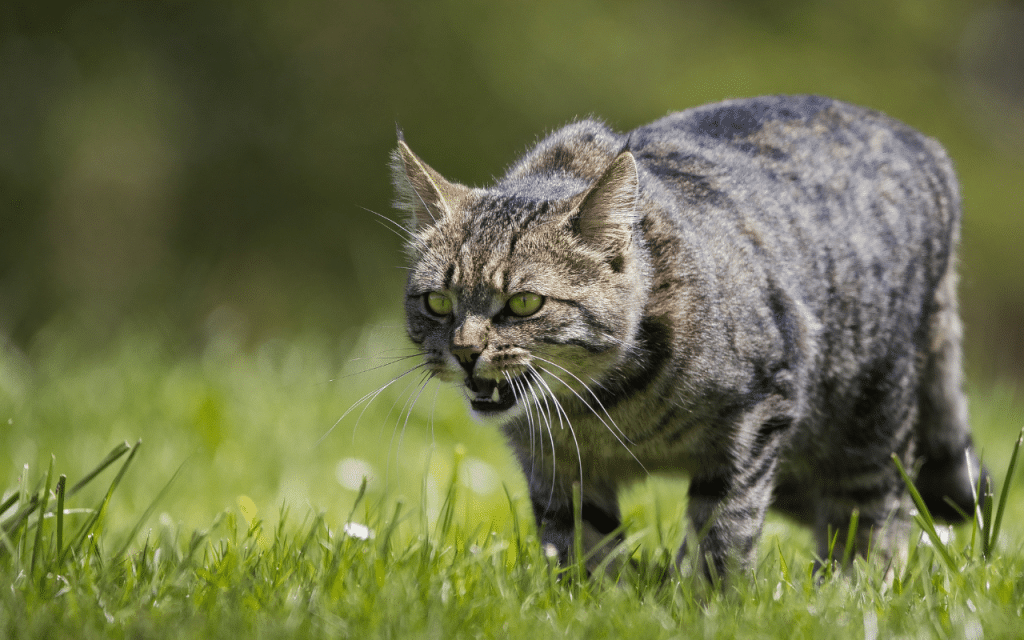 Chat en colère