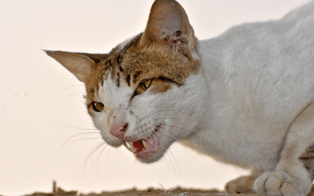 Chat colère
