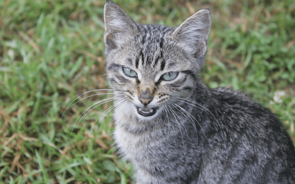 Chat colere