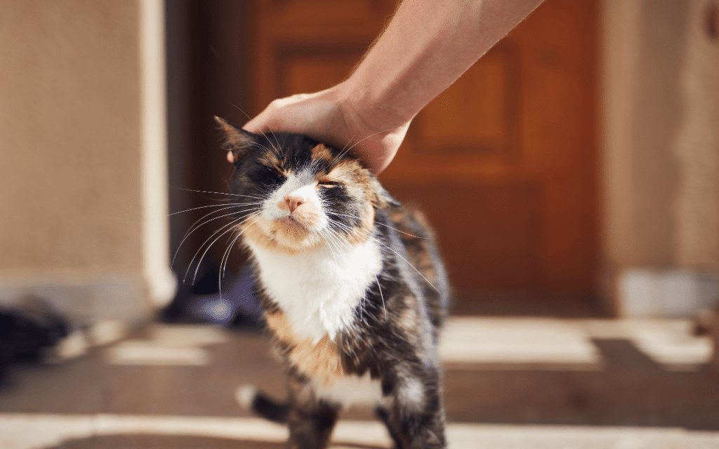 Chat interactif​