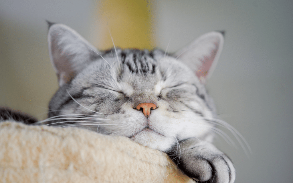 Nom chat japonais